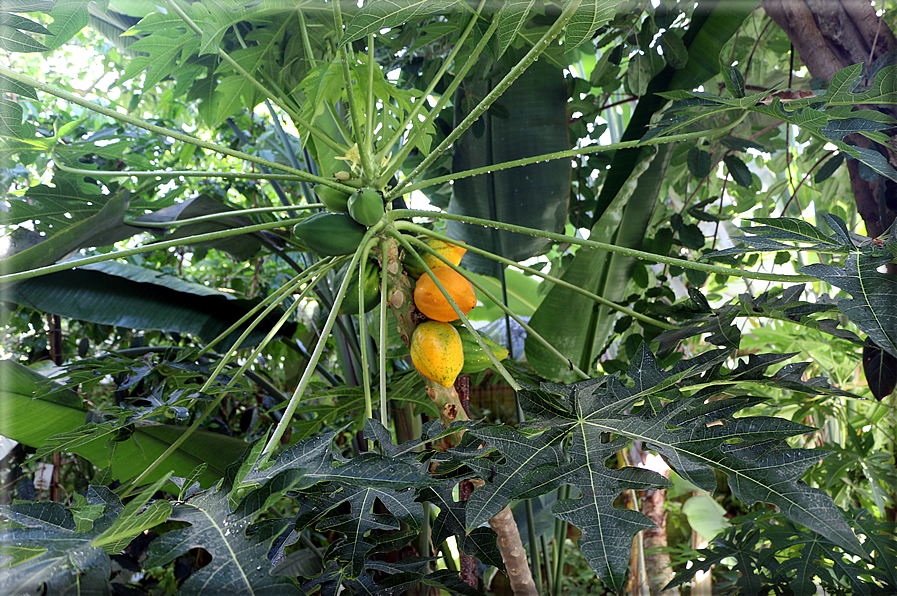 foto Giardini Trauttmansdorff - Boschi del Mondo